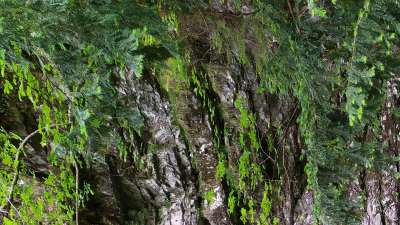 Rui Maor (affluente destro del Maè) - 
        calgeron del rui maor
    